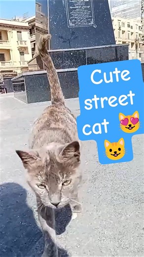 A cute cat living on the streets looking for food #cat #cats #pets #cute #trending #explore #beauty