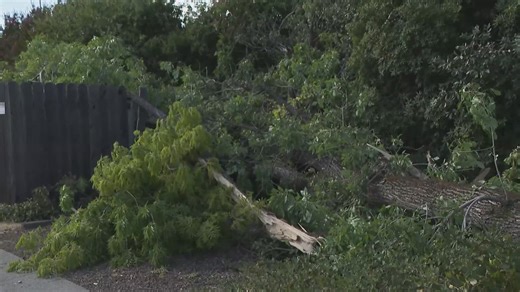 Downburst winds hit Carmichael, knock down trees and cut power to thousands