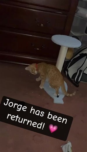 Kitty is back 😍 | Rio Del Rio