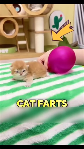 Hilarious Kitten Farts Compilation for Cat Lovers