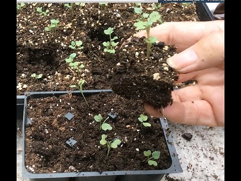 GROW YOUR OWN - Cabbage, Broccoli, Collards and Brussels Sprouts (OAG 2015)