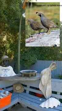 Tikaokao (California Quail) audio