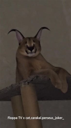 Floppa Perseus is Sleepy | Floppatvofficial