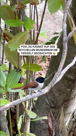 La Digue 📍🦜 #seychellen #wandern #ladigue #fürdich #reisetipps