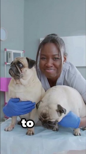 Dinovite Puppucinos Recipe for Dogs! | What Can I Mix Dinovite With?