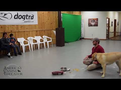 Stop Food Aggression-Dog Training with America's Canine Educator