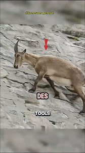 une chèvre sauvage connue pour ses impressionnantes cornes incurvées, qui habite les terrains rocheux de haute altitude des Alpes, vivant en troupeaux et se nourrissant de végétation de montagne. Les mâles sont connus pour leurs combats spectaculaires pendant la saison des amours ; c'est aussi le nom de divers chalets et gîtes de montagne en France et en Suisse. #france | Konesans general
