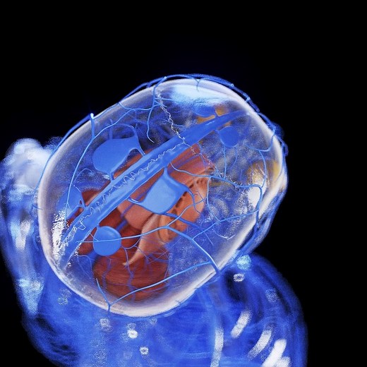 SciePro | 🧠 Explore the veins and sinuses of the head and brain with impeccable detail! Our new digital 3D model provides clear, medically accurate... | Instagram