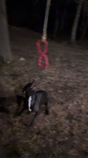 Ryder… #dmx #yonkers #pitbull #pitbullsofinstagram #pitbulls | GhostRyder Desperado GhostMando