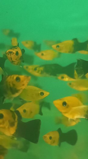 1.9K views | Aquarium Beautiful Colour Fish | Fish & pets | Facebook