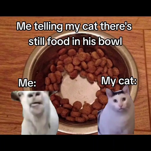 🐱: why is it empty? #meme #huh #huhcat #huhcatmeme #cat #fyp