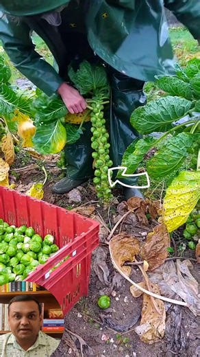 বাংলাদেশেই চাষ হচ্ছে ব্রাসেলস স্প্রাউট! #BrusselsSprouts #Superfood #OrganicFarming #Agribusiness