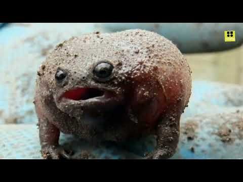The black rain frog (Breviceps fuscus) is a unique and fascinating amphibian species