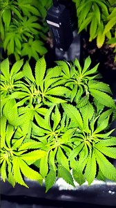 Growupdate 🌿 Flowertimen😍 Switch to 12/12 🏠 #youtubeshorts #shorts