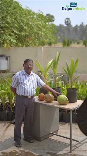 Characteristics and uses of hybrid coconut varieties