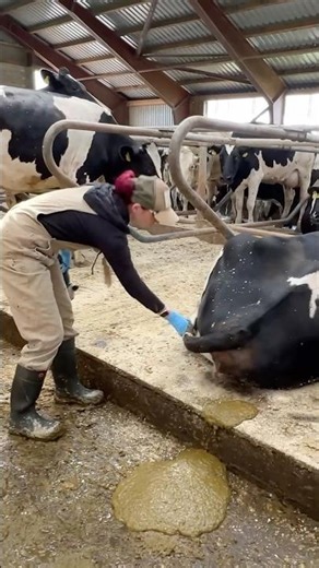 ✂️ Tail Trimming 101: How a Pretty Farm Girl Professionally Guides You to Healthy Cows 🐄