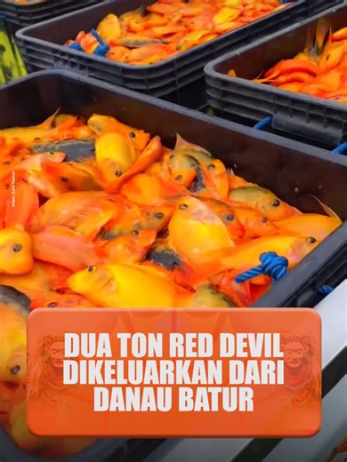 Sebanyak dua ton ikan red devil berhasil dikeluarkan dari perairan Danau Batur, Kintamani, Bangli, Jumat (13/2/2026). Ikan yang memakan bibit ikan lokal di Danau Batur ini langsung dikirim ke pabrik pengolahan ikan di Pengambengan, Jembrana, untuk dijadikan tepung ikan. Kepala Dinas Pertanian, Ketahanan Pangan dan Perikanan (PKP) Bangli, I Wayan Sarma, mengatakan, pihaknya bersama kelompok petani ikan berkolaborasi dengan Dinas Perikanan dan Kelautan Provinsi Bali, melakukan pengendalian terhada