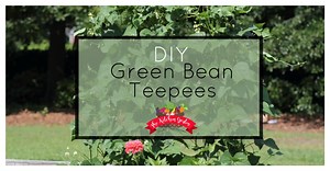 DIY Green Bean Teepees