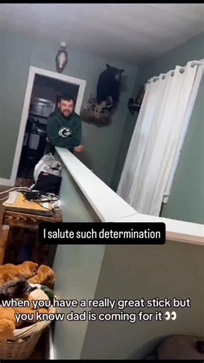 Sticks. And their dogs. Sublime pairing. There's no such things as ‘just a stick’ either. Each one has merit. Henry was at his happiest devouring a stick. Fave stick devouring position - downward dog with his head sideways flat on the ground for maximum stick purchase, gripped for extra support by both front paws. Soooo many happy slobbering hours spent whittling large sticks into small, mouth full of bark, splinters and soggy wood pulp being spat out enthusiastically. The best memories. I still