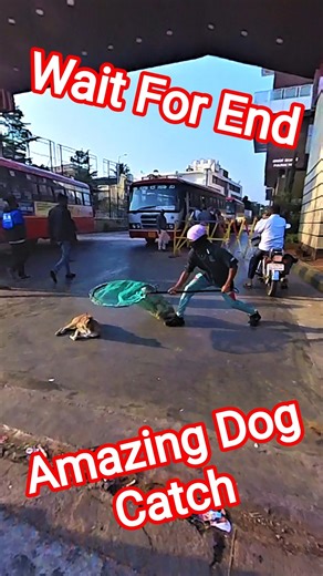 Bus Station Sleeping Dog Catch #sleep #dog #ytviral #shorts #streetdogrevival