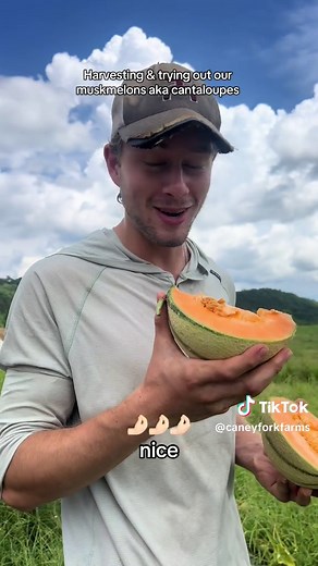 Harvesting Muskmelons: A Fun Farm Experience