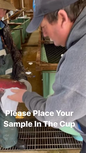 David Johnson on Instagram: "Eggs and sperm are mixed in the buckets “dry” and then once water is added the sperm is activated and then fertilizes the eggs. Did you know that the salmon sperm only lives and 30 seconds once it’s exposed to water? . . #salmon @hatchery_wild_coexist"