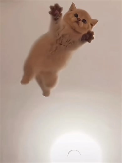 Understanding Cat Care for Pet Lovers