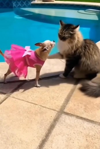 7.6K views · 167 reactions | Funny moments #funny #viewersfriendsfollowersnonfollowers #highlightseveryone #viewersreels #newfollowerswelcome #newfollowerswelcomeShout #reelsvideo #fypシ゚ | Hy Ghen | Facebook