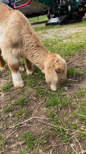 12K views · 656 reactions | Sous Chef, Duke and Dolly are really getting the hang of this grazing business. This afternoon Sous Chef was actually the only one interested in a bottle. Duke and Dolly may be weaning themselves. #Kentuckyfarmlife #farmlife #barnlife #barn #farm #countryliving #kentucky #barnanimals #farming #goats #goat | Kentucky Farm Life | Facebook