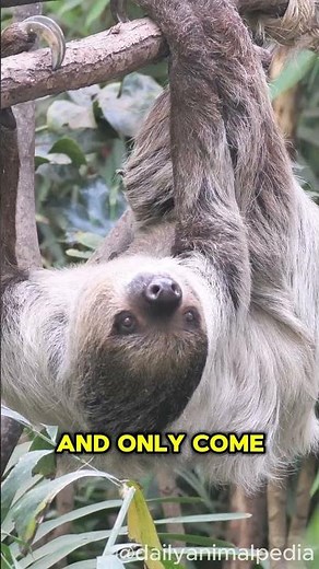 The Slowest Animal on Earth Meet the Sloth