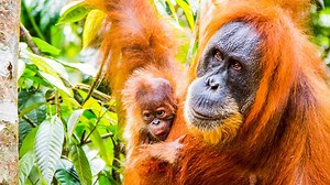 Primates - Series 1: 3. Protecting Primates