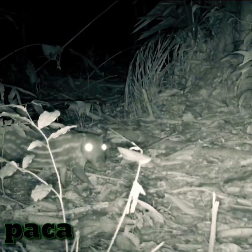 Hidden Wildlife: Meet the Paca of the Amazon!