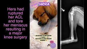 Spaniel girl that has survived so much, needs your support! ❤️ | Camp Cocker Rescue