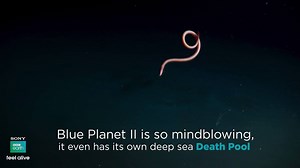 28K views · 210 reactions | The deep sea is a weird place, and not...