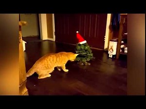 Cat vs Christmas Tree