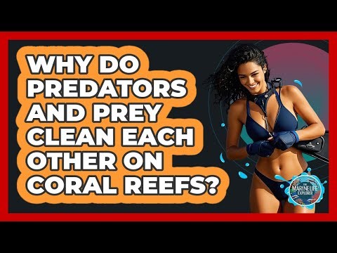 Why Do Predators And Prey Clean Each Other On Coral Reefs? - The Marine Life Explorer
