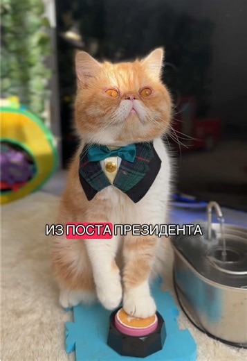 Mystical Predictions of a Talking Cat
