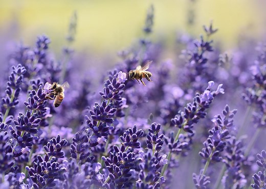10 fascinating facts about bees that you need to know