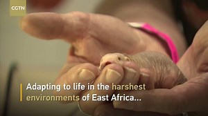 424K views · 1.7K reactions | Naked mole rats may hold the cure for cancer Adapting to life in the harshest environments of East Africa, naked mole rats' unique traits have interested scientists. Despite being the same size as mice, the small creatures live nine or 10 times longer. Scientists believe the odd-looking rodent that has a resistance to cancers could hold the key to a healthy old age for humans. | CGTN | Facebook