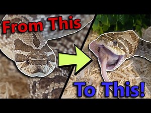 How to get Picky Hognose Snakes to Eat!