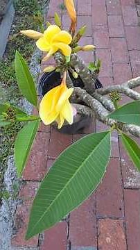 how to Grow plumeria from cuttings #garden