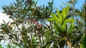 4K Young leaves of the loquat tree ( Eriobotrya japonica ) early in spring. This species of orange plum is found in Japan, Korea, Pakistan, Philippines, rich in vitamins, minerals and anti oxidant.