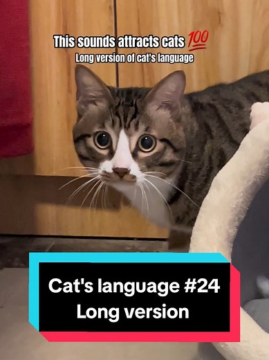 Cat Sounds That Attract Your Feline Friend