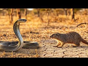 COBRA vs MONGOOSE: Nature's Most INSANE Battle Caught on Camera!