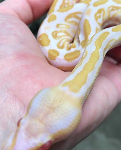 1.7K views · 47 reactions | Thank you for your patience! Our Black Friday Ball Python Deals Are Live Now For All Ball Pythons! Shop now: https://www.bhbreptiles.com/collections/ball-pythons *If you have already purchased a Ball Python today and did not receive a discount we will refund the difference when we speak with you to schedule your order.* | BHB Reptiles | Facebook