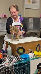 11K views · 144 reactions | San-Toi PatternFlying of UltraVires in her sixth ring at Woodland California. | UltraVires Oriental Shorthairs | Facebook