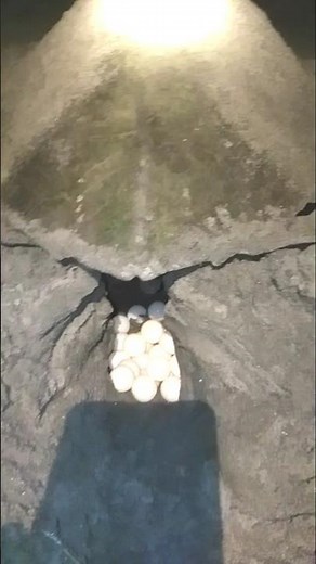 Woww..butuh waktu 47 sampai 60 hari telur penyu menetas#sea turtle