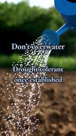 How to Grow Yarrow 🌿 Easy Herb for Beginners