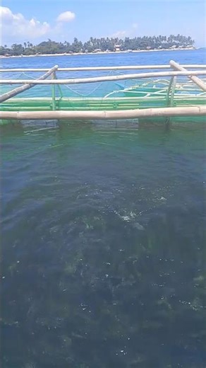 Ganito Pala Mag Feeding Ng Bangus sa Dagat kung Bakit Bilis lang Lumaki Ang Isda😱#pleasesubscribe