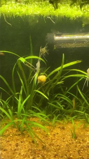 20 gallon long angelfish grow out tank